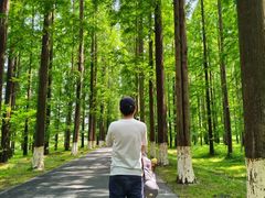 -黄海国家森林公园