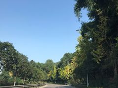 -铁山坪森林公园