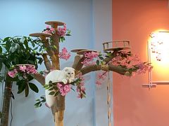 -喵宠乐园·撸猫互动·猫舍