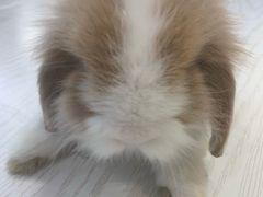-浣熊柯尔鸭土拨鼠·电玩咖