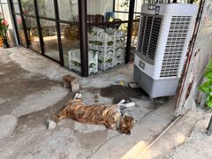 -马陆小张葡萄园农家乐