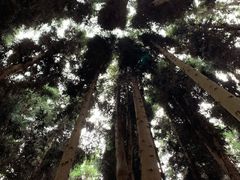 -武陵山森林公园