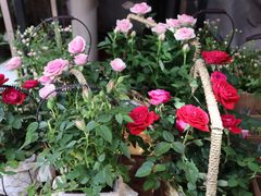 -循礼门鲜花花市(武汉循礼门店)