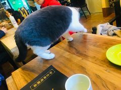 -李小姐の猫咖啡馆(五角场店)