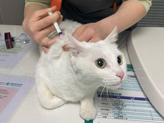 -伟伟宠物医院·CT影像中心·瑞派犬猫综合性门诊(汉口总院)