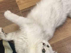 -袖虎·猫馆(体育西路店)