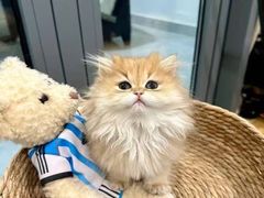 -猫十亿·布偶金渐层·曼基康矮脚猫舍(青年路店)