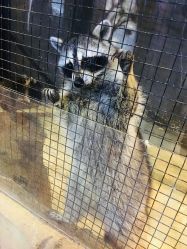 -酷嗒动物文化乐园(cutezoo西溪乐天城店)