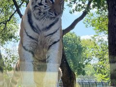 -上海野生动物园老虎餐厅