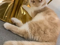-飞行喵MR PILOT|猫舍·猫咖(静安大融城店)