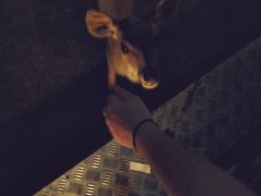 -清迈夜间动物园