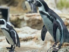 -帝企鹅自助餐厅•儿童岛•真企鹅(长隆企鹅酒店)