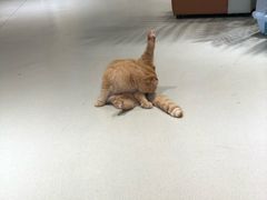 -藏猫猫咖啡主题馆(中央大道店)