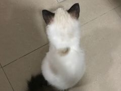 -Bastet sally猫舍购宠(静安店)