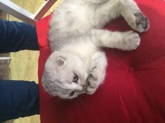 Mikaku-MIKAKU(万达广场上海宝山店)