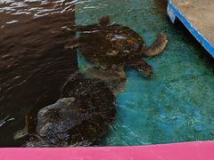 -北戴河圣蓝海洋公园