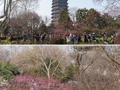 -红梅公园