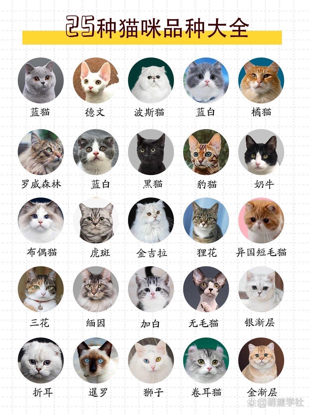 波斯猫和蓝猫杂交图片