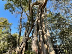 -瑞丽独树成林风景区