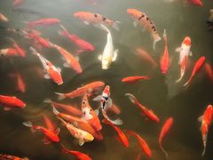 -天目湖涵田半山温泉