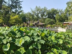 -莲湖公园
