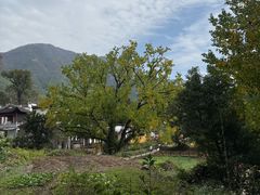 -塔川景区