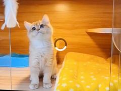 -猫十亿·布偶金渐层·曼基康矮脚猫舍(青年路店)