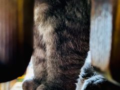 -壹六猫窝(谷德店)