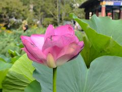 -莲花池公园