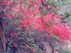 -木兰云雾山