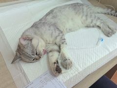-北京观赏动物医院·24小时大型综合·猫专科·异宠专科