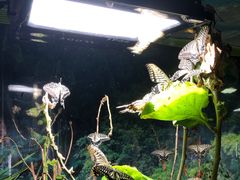 -上海大自然野生昆虫馆