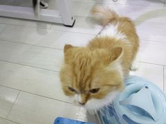 -喵的天空名猫咖啡馆·撸猫·猫舍·用品