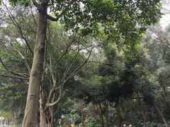 -顺峰山公园