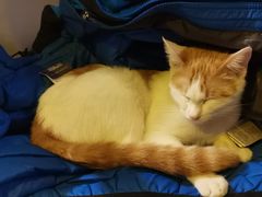 -平行世界·猫咖(首经贸店)