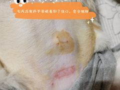 -纳吉亚猫专科动物医院(康都外科中心)