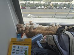 -宠颐生宠物医院·异宠猫科内科·诊疗中心宠巢店