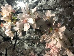 -武汉大学-樱园