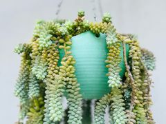 -西双版纳傣族园