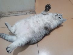-萌兽医馆·眼科·异宠专科(三里屯店)