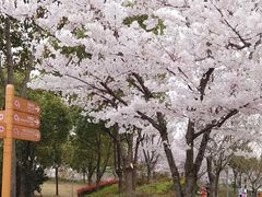 -顾村公园