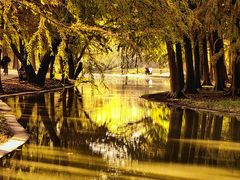 -上海共青森林公园