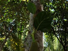 -呀诺达热带雨林