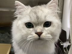 -创凡宠物医院·骨专科  猫科中心(西乡分院)