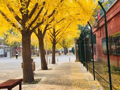 -三里屯东五街银杏大道