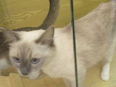 -猫十亿·布偶金渐层·曼基康矮脚猫舍(青年路店)
