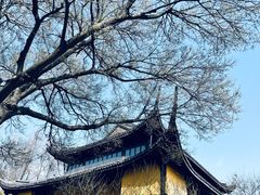 -红梅公园