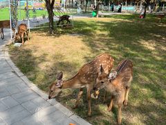 -北京鹿世界主题园