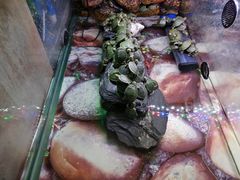 -龟与熊猫宠物公园(南坪店)