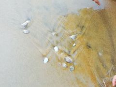 -尼甘布海滩